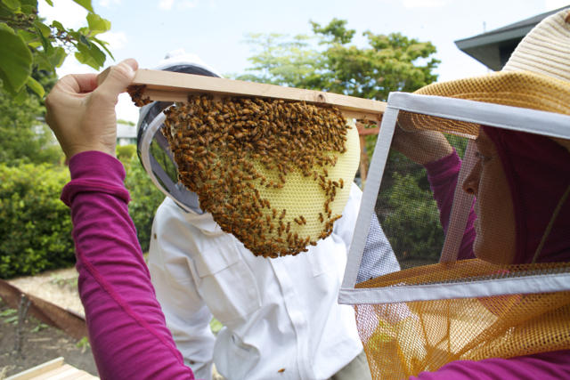 Young comb, still soft to the touch