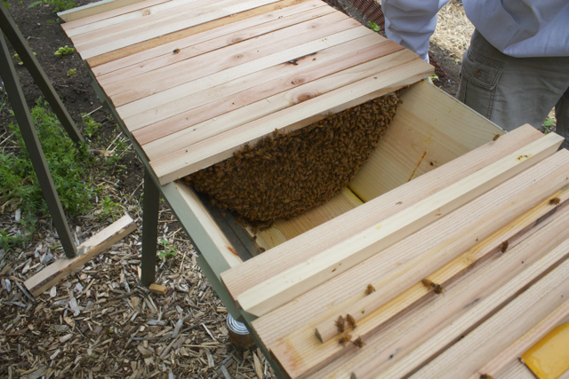 Inside the hive during inspection
