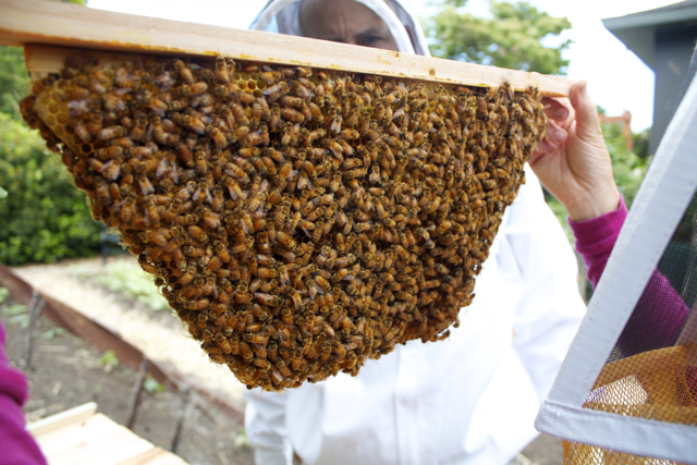 Inspecting a fully built brood comb