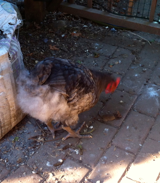 Blue rooster pecking at his mouse
