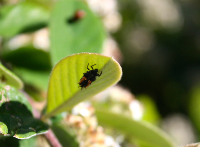 Ladybug larva on the underside of a leaf