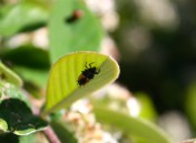 Ladybug larva on the underside of a leaf