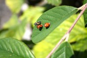 Individuals at multiple stages of pupating