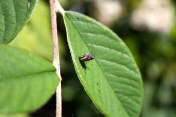 The first step towards pupating - sticking one's butt to the leaf