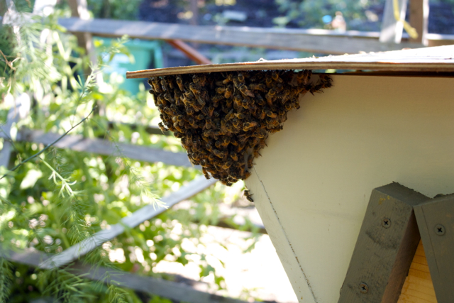 Bearded corner on the Carniolan hive