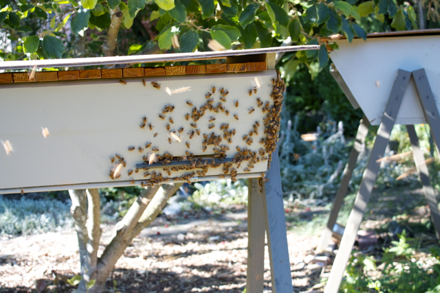 A faint beard developing on the Italian hive