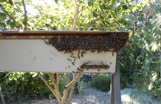 Full-on beard on the Carny hive