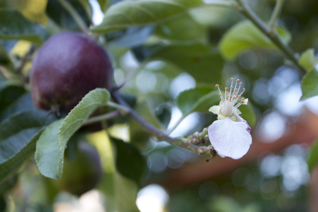 Pollinated flower on fruited apple tree