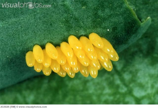Ladybug eggs 