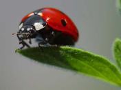 Ladybug_on_leaf380
