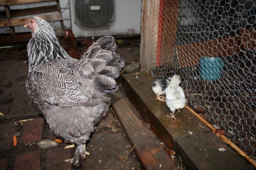 Calamity Jane with her 'live brood'