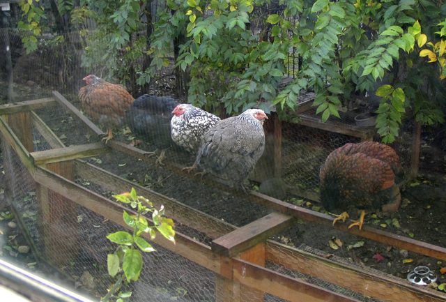 LIttle Sister, Baracka, Blanca, Calamity Jane, and Red perched on the chicken food fence