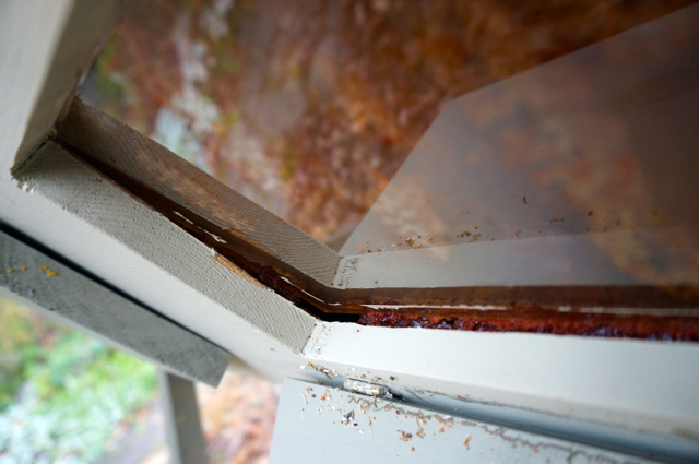 Window pulled away from frame, with proposis glue and new entrance hole