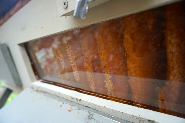 Bright orange combs, most firmly attached to the window