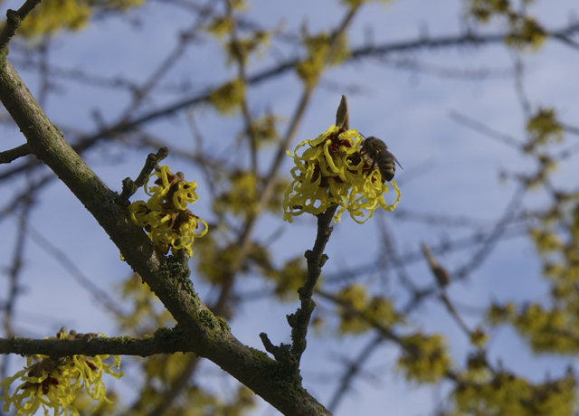 Winter honeybee investigating a witch hazel infloresence