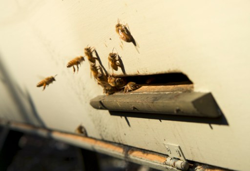 Italian honeybees on a January day in Seattle