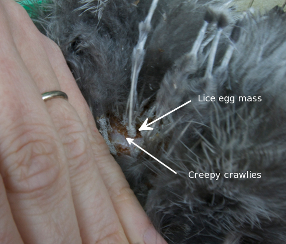 My lame photo of my poor hen's lice infestation