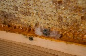 Moldy bee at top of comb (bar upside down for inspection)