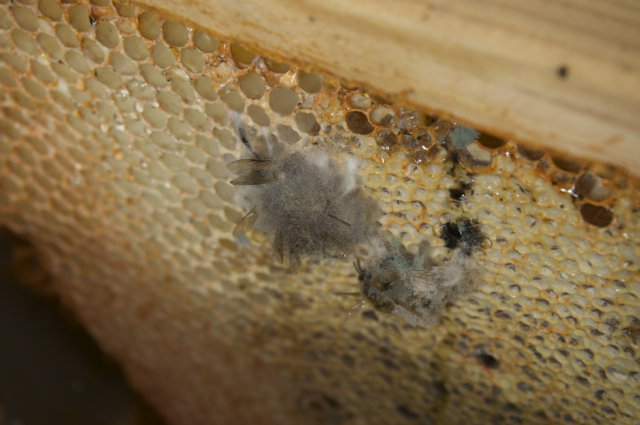Moldy bees stuck to hive