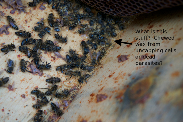 Dead bees amid some sort of dusty particles