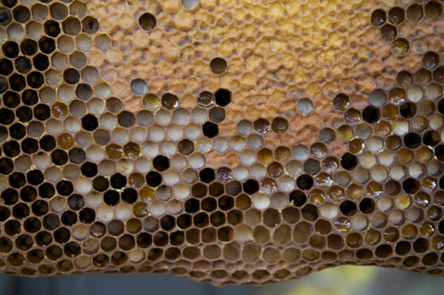 Brood comb with pasty (dead) bee larvae