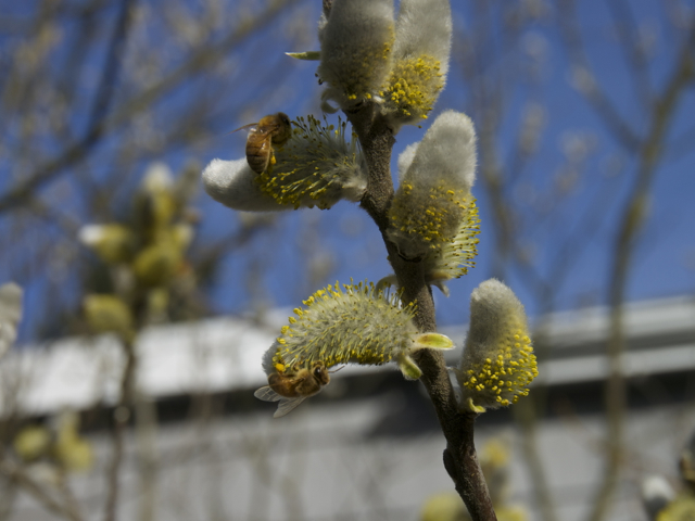 Italian honey bees on the flowers of our pussy willow tree