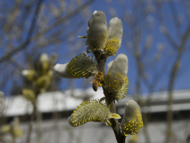 Italian honey bee with pollen packet on the pussy willow tree