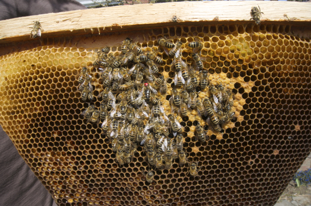 Dead bees clustered around the Queen on top bar 10 of the Carniolan Hive