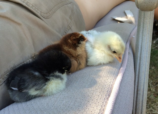 Chickscrop2014-07-27 16.47.15