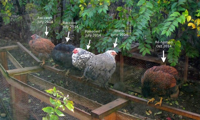 OlderHensPerchedAnnotated IMG_2908