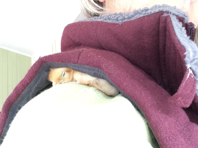 Chicken, on my shoulder, makes me haa-ppy...