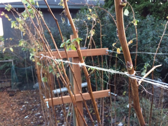 Twine would around individual canes