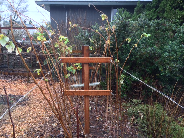 Building A Raspberry Cane Support Raspberries the Right Way | Sustainable Scientist