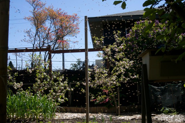 Swarm filling the yard
