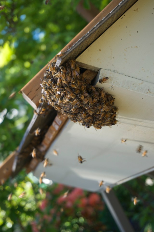 Swarm bees bearding the hive