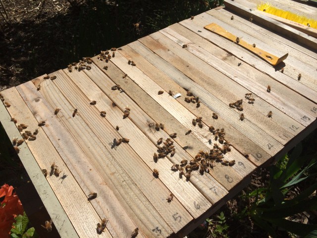 Straggler honeybees on top of the bars after hive installation.  Queen cage hanging from Bar 10.