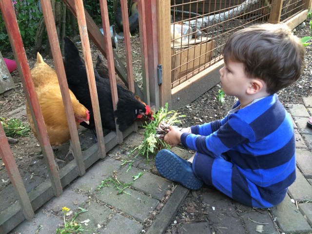Eli patiently feeding the hens dandelion greens.