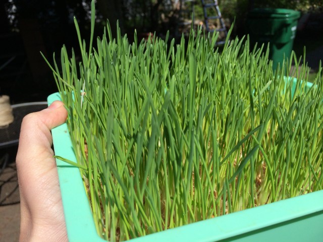 Barley sprouts ready for hen pecking!