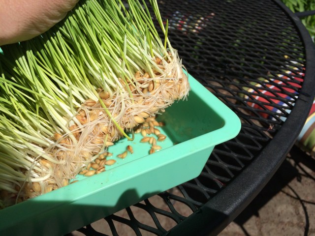 Root mat on sprouted barely