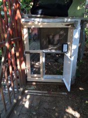 New coop door with Pullet-Shut installed