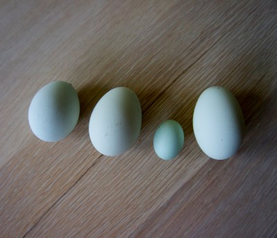 wind egg, cock egg, dwarf egg