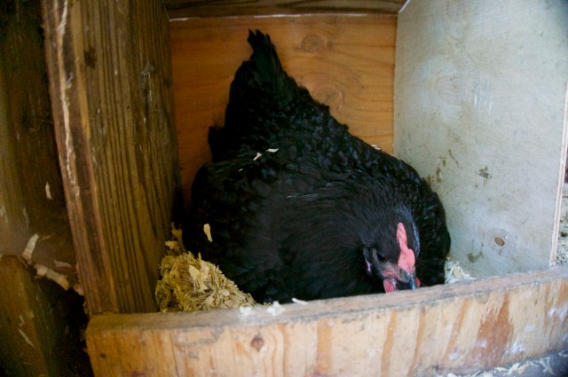 Queen Sheba: A month into her brooding